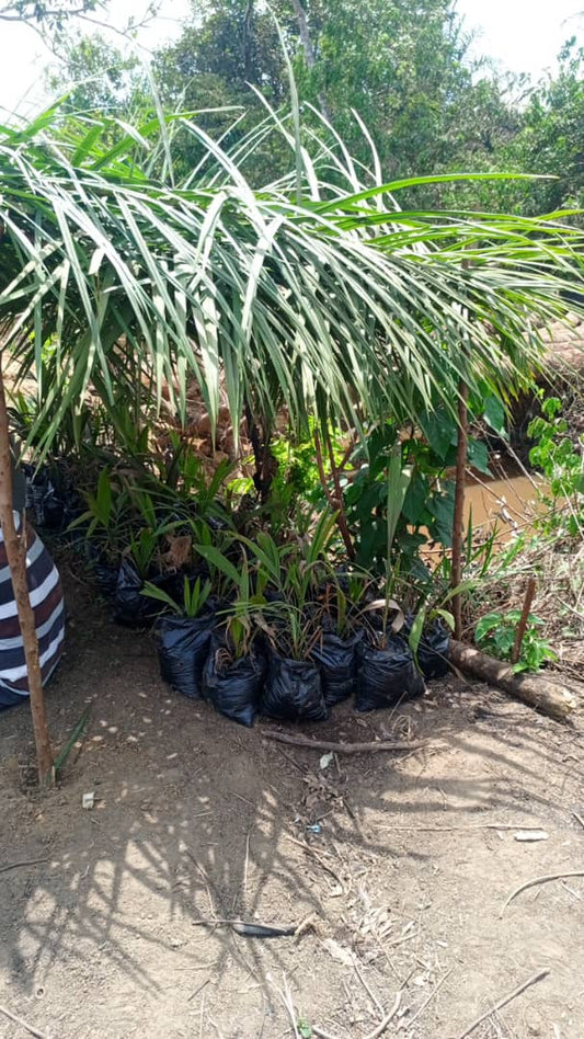 Your own Coconut palm from Siera Leone