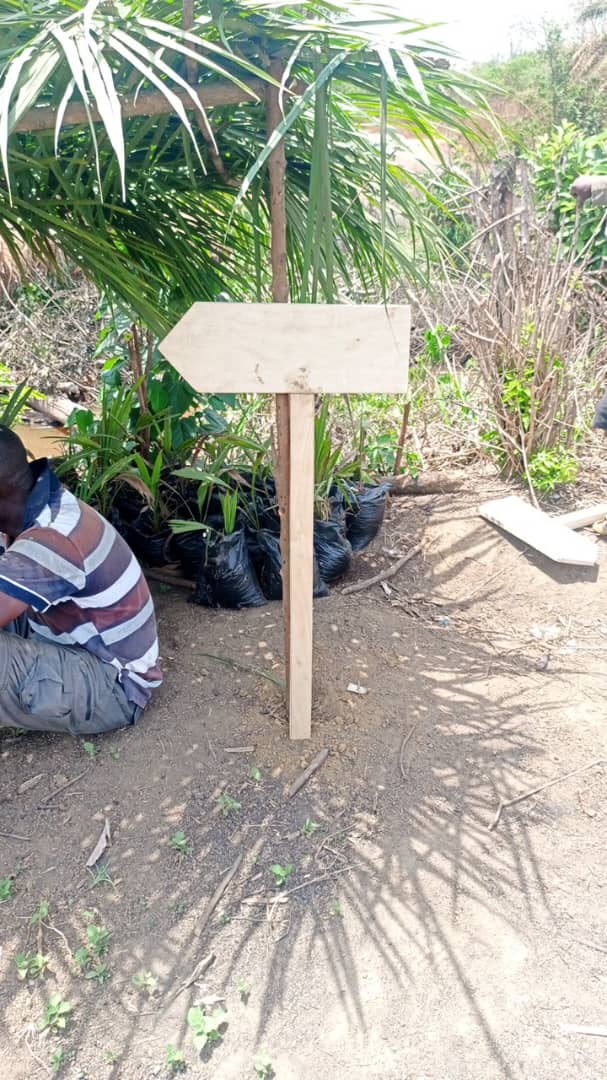 Your own wine palm from siera leone